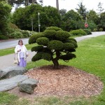 Sandra by large Juniper, Japanese Tea gardens San francisco