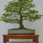 Joint 2nd Malcolm Acer Palmatum