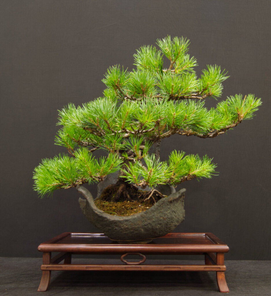 1st Geoff Hoo Scots Pine