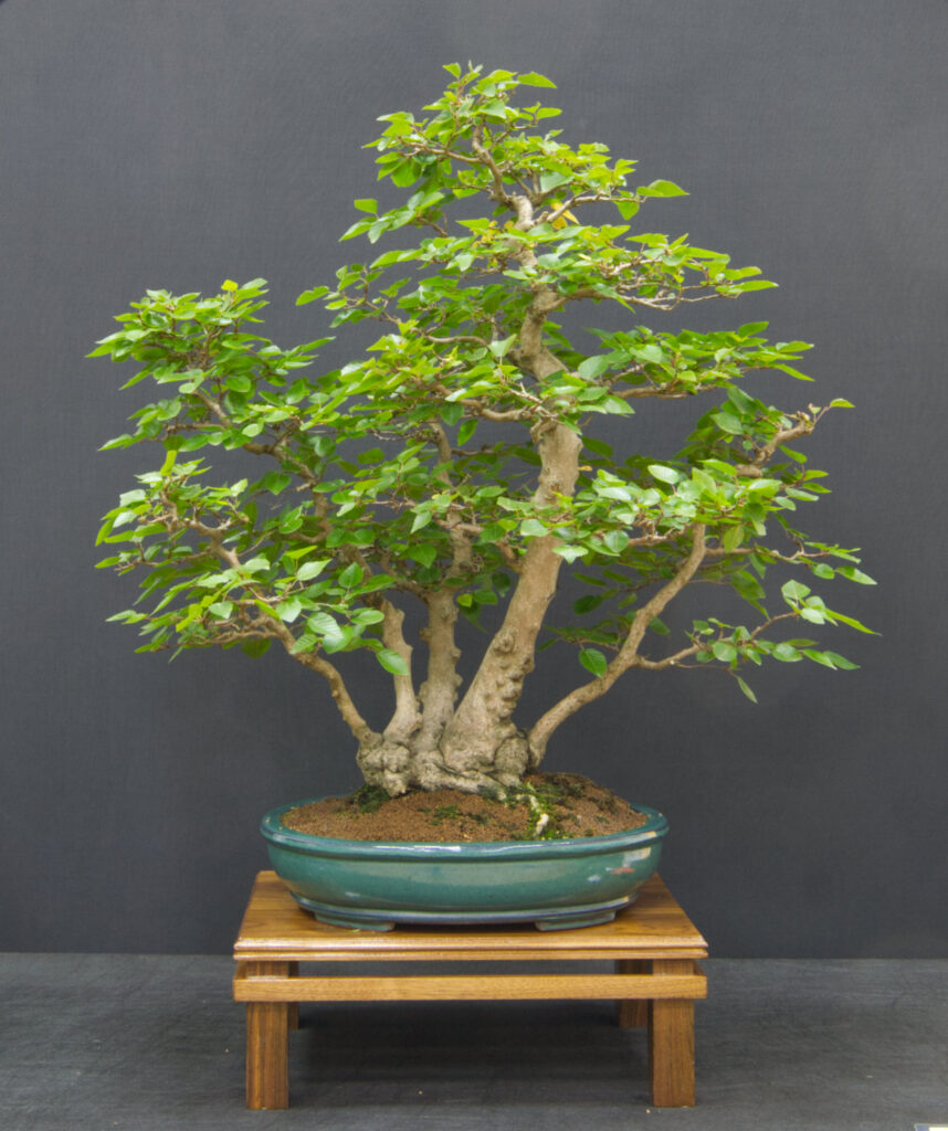 1st Hornbeam Clive H